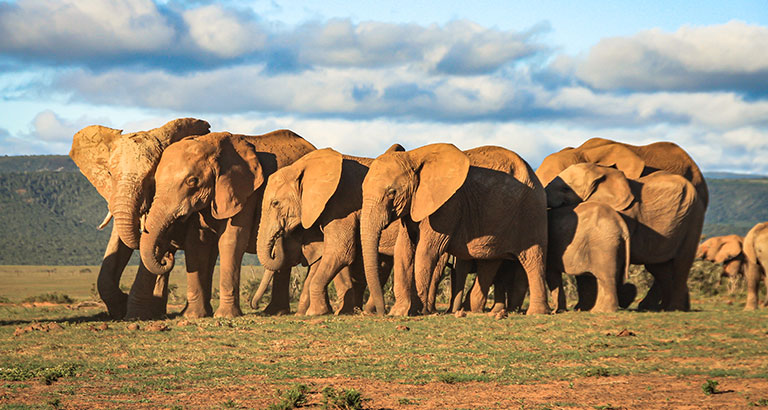 Manada de elefantes al atardecer en la Reserva Privada Phinda, Sudáfrica