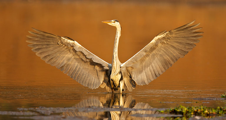 Garza posándose sobre lago en Zimbabue