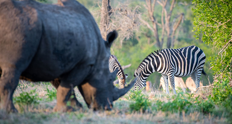 Rinoceronte blanco y una manada de cebras en Parque Nacional Hluhluwe-Imfolozi, Sudáfrica