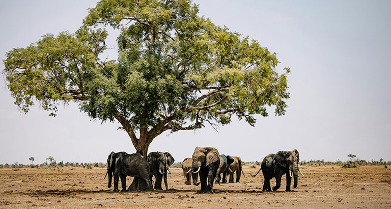 Elefantes en el Parque Nacional Hwange, Zimbabue, Fotografía de Roman Odintsov