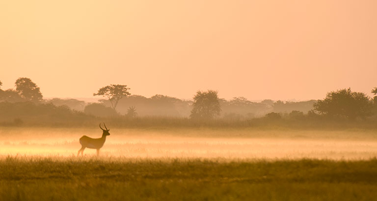 Llanuras de Busanga, Safari en el Parque Nacional Kafue en Zambia