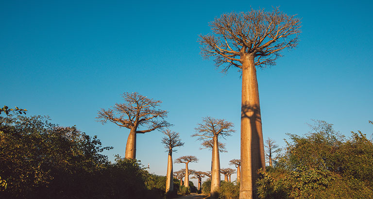 Calle de baobabs al amanecer en Madagascar