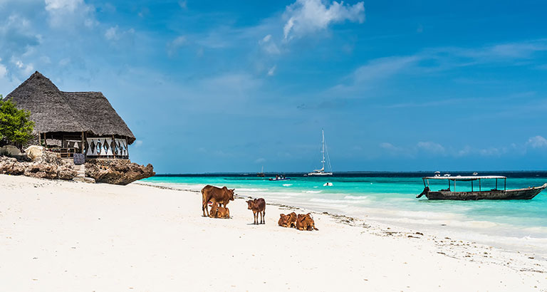 Vacas en una playa de Zanzíbar y un barco en el agua con cielo azul de fondo