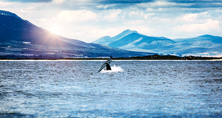 Cola de ballena asomando en el océano frente a la costa de la ciudad de Hermanus, safari en barco por Sudáfrica