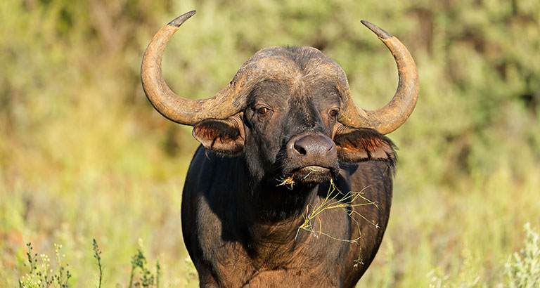 Búfalo africano en Reserva de caza Madikwe, Sudáfrica