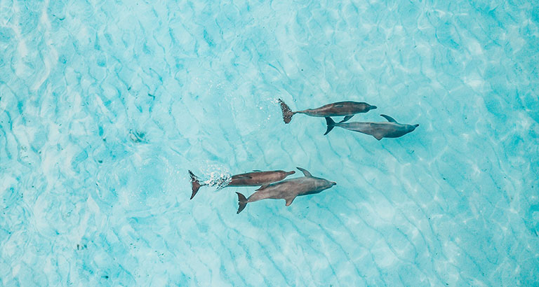 Vista aérea de 4 delfines nadando en el Océano Indico cerca de la costa de Mozambique