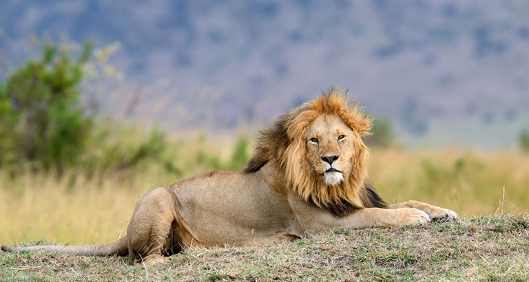 León tumbado en el Parque Nacional de Kruger, Sudáfrica