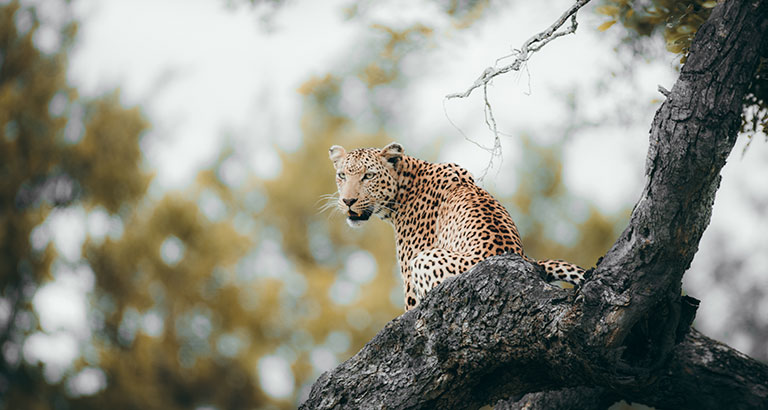 Leopardo subido a un árbol en la Reserva Sabi Sand, Sudáfrica