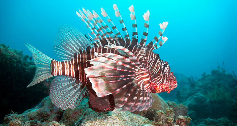 Pez león en el arrecife de Mikanda, isla de Zanzíbar