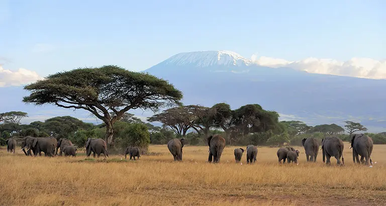 Elefantes en el Parque Nacional Amboseli, Kenia