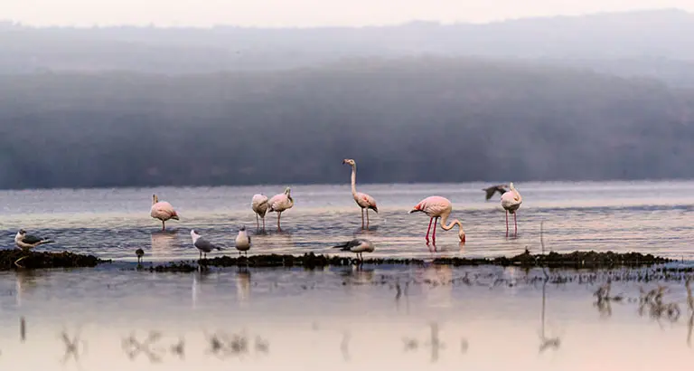 Flamencos en Lago Nakuru en un viaje a Kenia