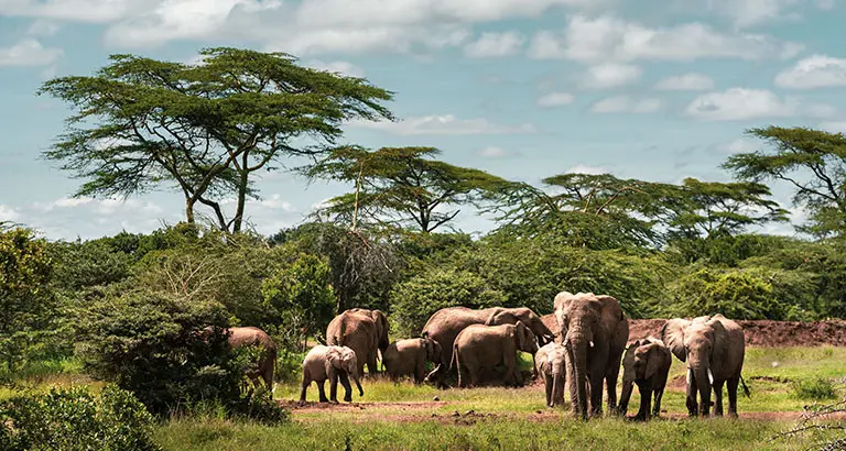 Elefantes en Laikipia durante un safari fotográfico en Kenia