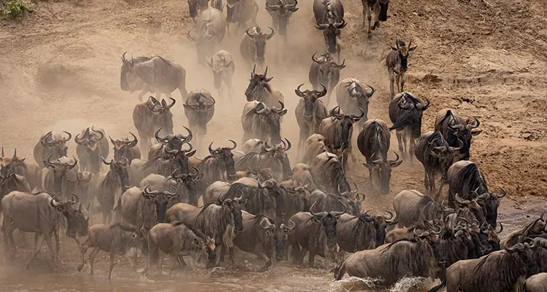 Safari en el Parque Nacional Masai Mara de Kenia para ver la Gran Migración