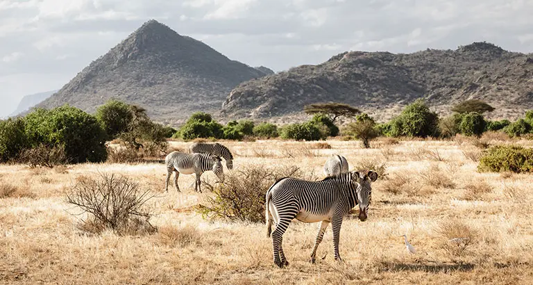 Safaris en Kenia en el Parque Nacional Samburu