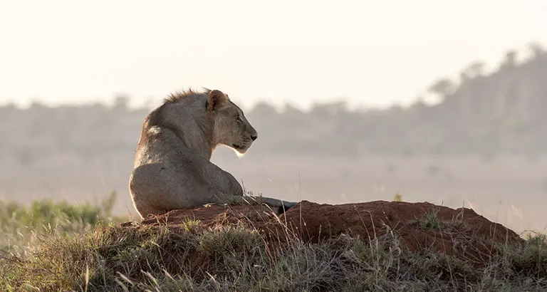 Tsavo Leona en el Parque Tsavo Este y oeste en Kenia