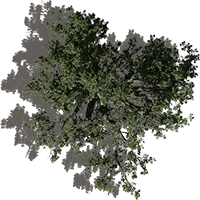 Acacia, uno de los árboles más comunes en la sabana africana