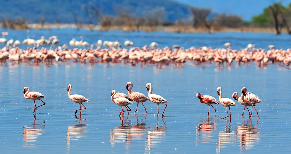 Lago Manyara Flamenco en el Lago Manyara, Tanzania