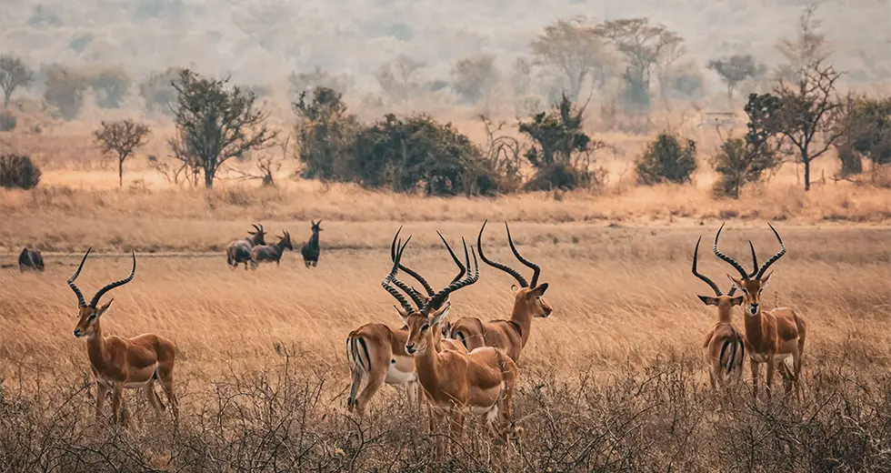 Impalas en el Parque Nacional de Akagera, Safari en Ruanda