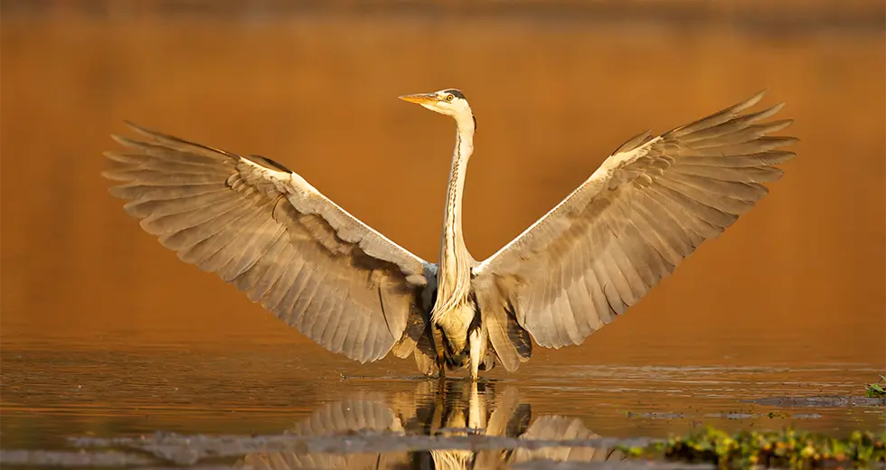 Garza Garza posándose sobre lago en Zimbabue