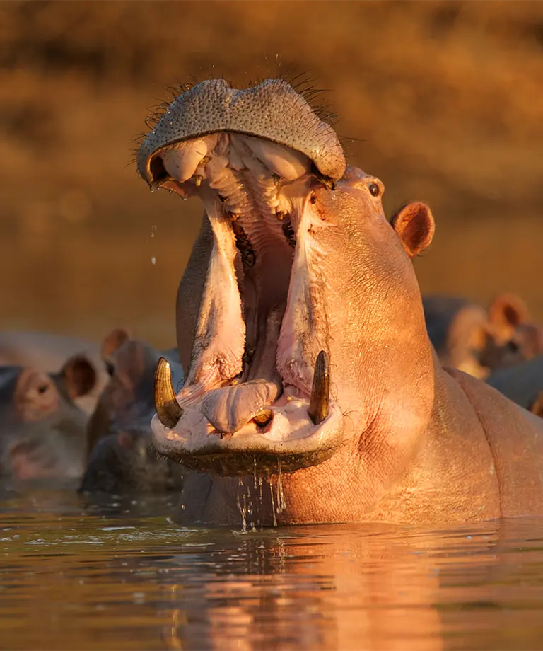 Hipopótamo Hipopótamo en el agua al atardecer en Zimbabue