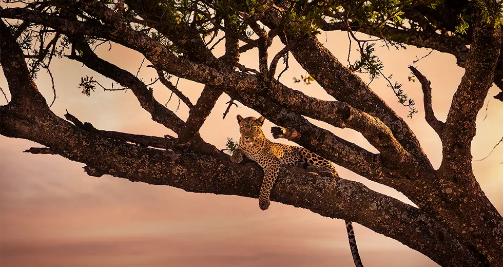 Makgadikgadi Baobabs en el Parque Nacional Makgadikgadi, Botsuana