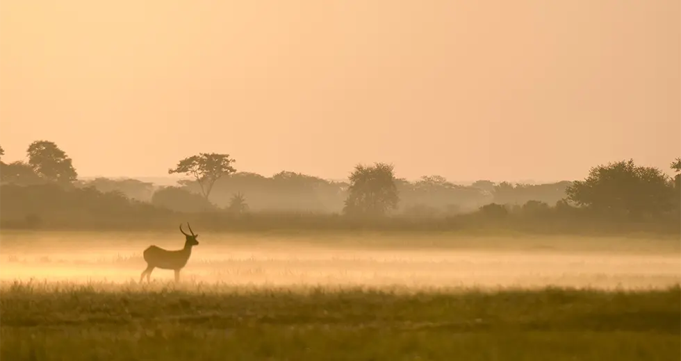 Kafue Llanuras de Busanga, Safari en el Parque Nacional Kafue en Zambia