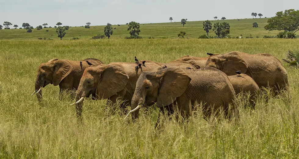 Elefantes en el Parque Nacional de Kidepo, safari en Uganda