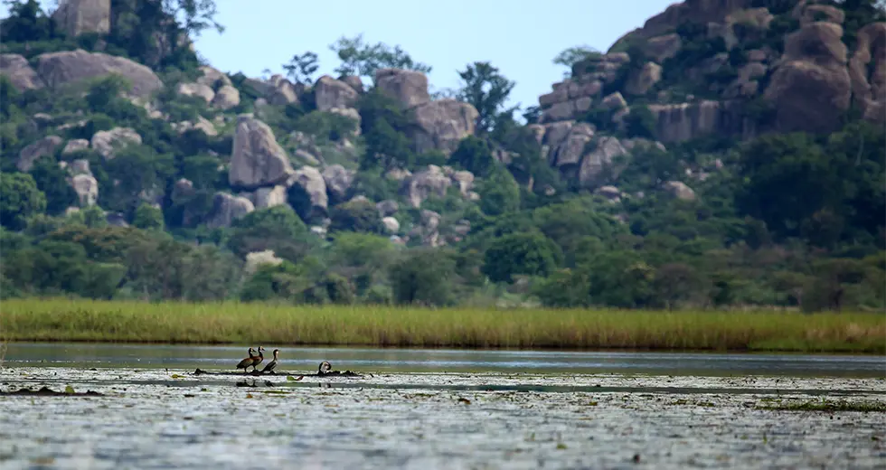 Aves acuáticas en lago de Ruanda