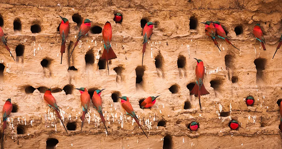 Luangwa Pájaros en el Parque Nacional Luangwa Sur en Zambia