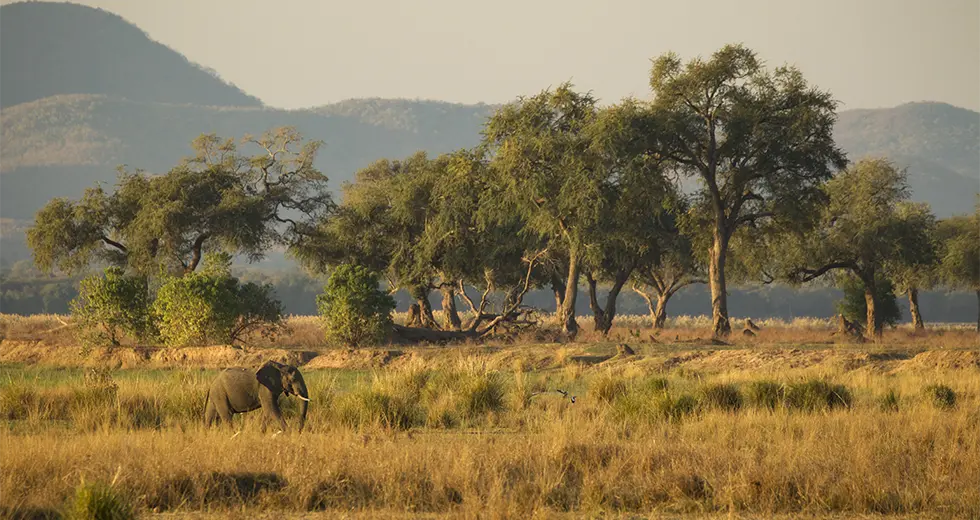 Mana Pools elefante en parque nacional en un viaje a Zimbabue y Zambia