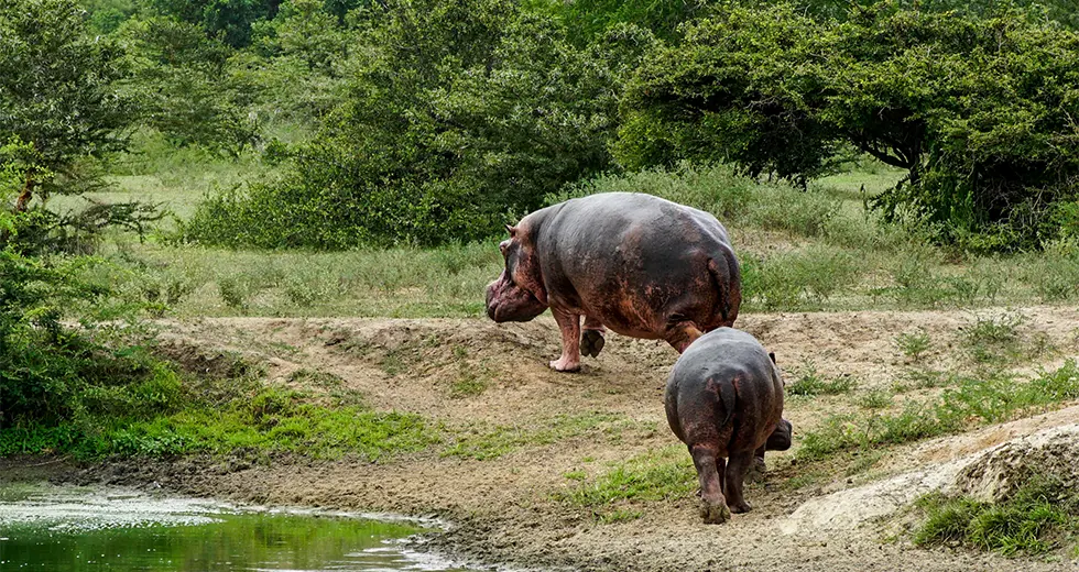 Nyerere Hipopótamos en el río en el Parque Nacional Nyerere (antes Selous)