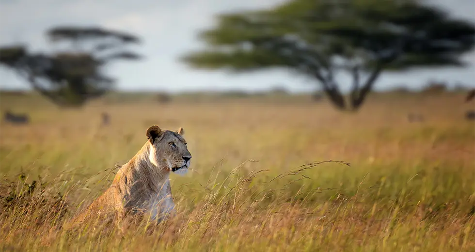 Ruaha Leona en un safari en Tanzania, Parque Nacional Ruaha