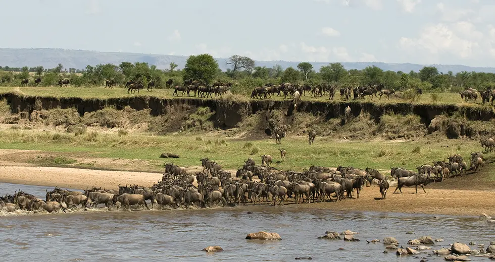 Serengueti Gran Migración en el Parque Nacional de Serengueti