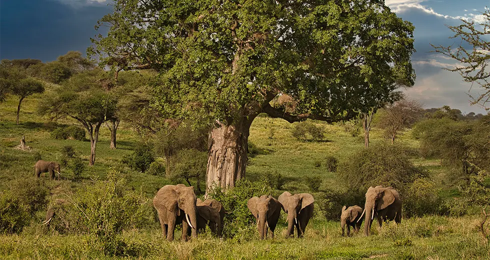 Tarangire Elefantes y baobab en el Parque Nacional de Tarangire