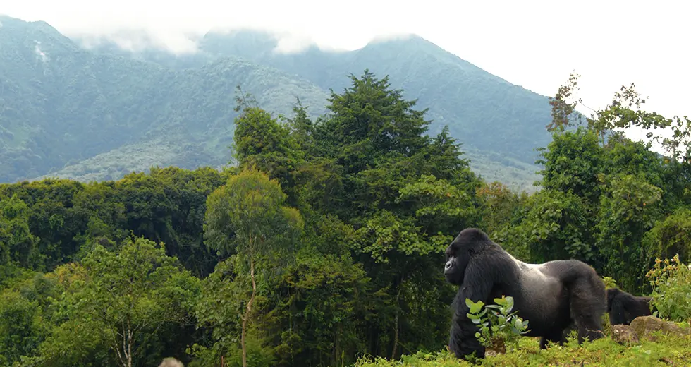 Gorila en el Bosque Impenetrable de Bwindi, Uganda
