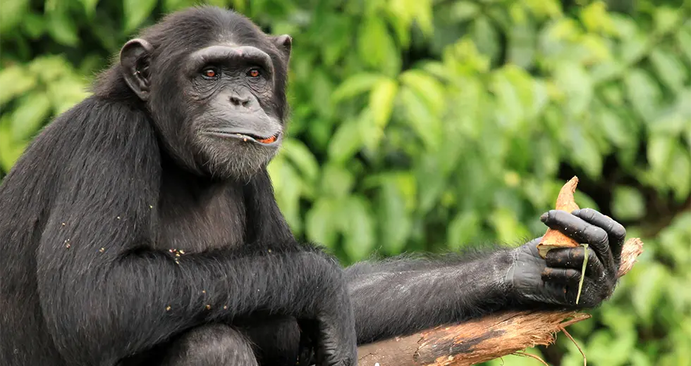 Chimpancé en el Parque Nacional Kibale, Uganda