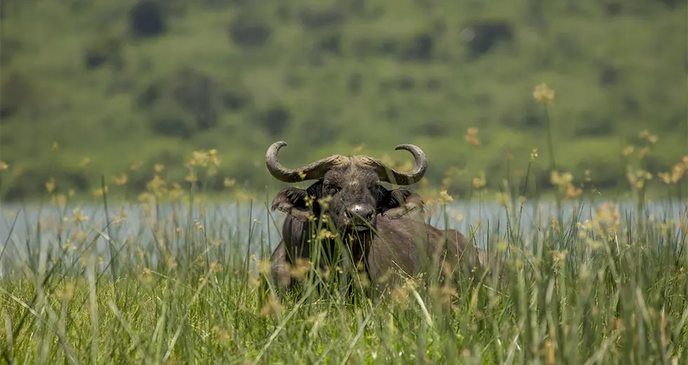 Búfalo en Parque Nacional Queen Elizabeth, Uganda