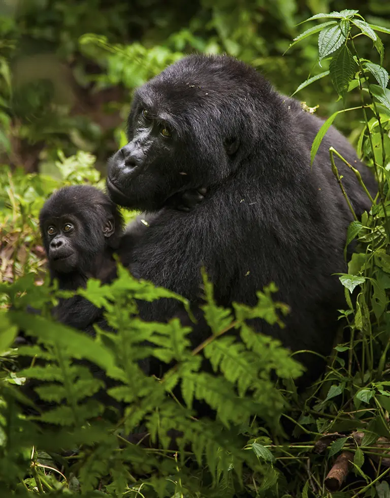 Gorila hembra con cría en Bwindi, Uganda