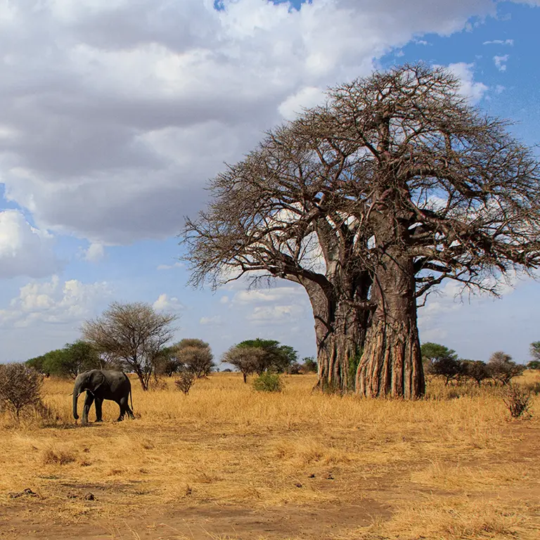 Tanzania Safari en Tanzania con elefante y baobab